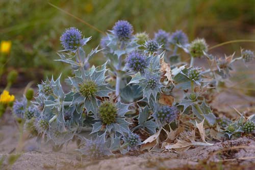 Eryngium aquaticum
