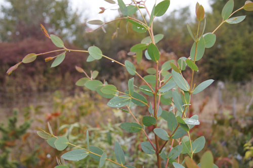 Eucalyptus coccifera