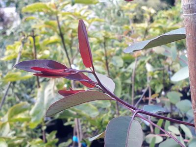 Eucalyptus pauciflora