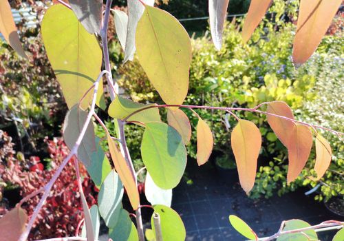 Eucalyptus delegatensis Eucalyptus delegatensis