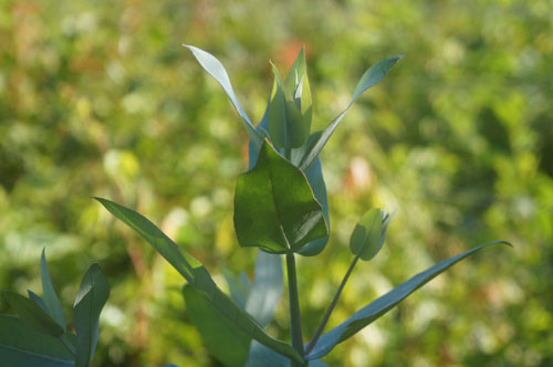Eucalyptus globulus Eucalyptus globulus