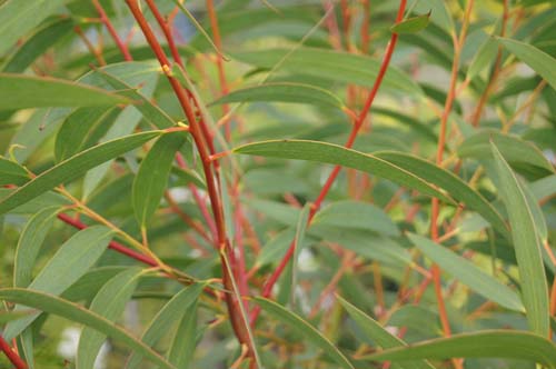 Eucalyptus gregsoniana Eucalyptus gregsoniana