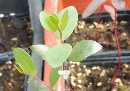 Eucalyptus mannifera ssp. praecox