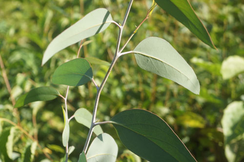 Eucalyptus niphophila Eucalyptus niphophila