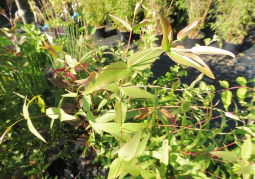 Eucalyptus nitens