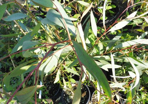 Eucalyptus parvifolia Eucalyptus parvifolia