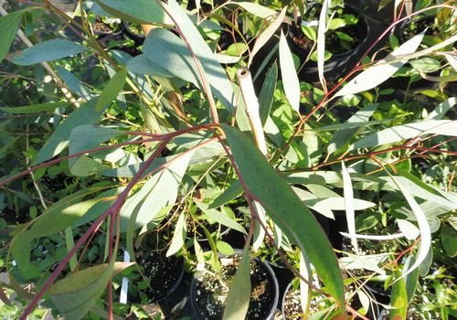 Eucalyptus parvifolia