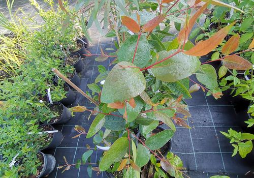 Eucalyptus youmanii Eucalyptus youmanii