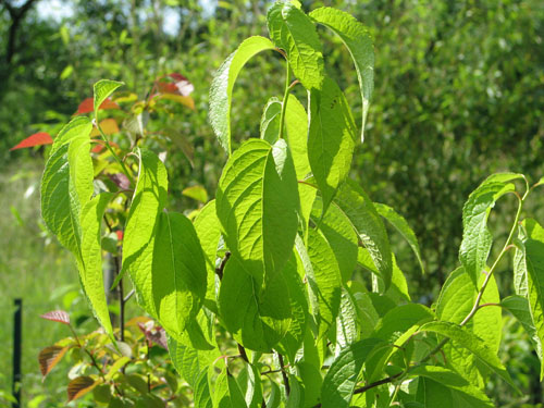 Eucommia ulmoides