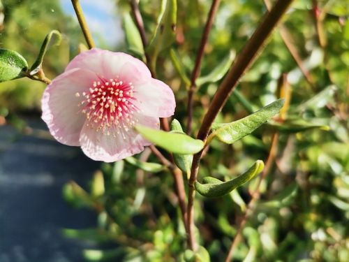 Eucryphia lucida 'Ballerina' Eucryphia lucida 'Ballerina'