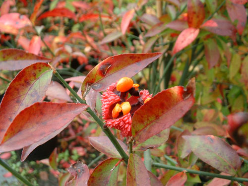 Euonymus americanus