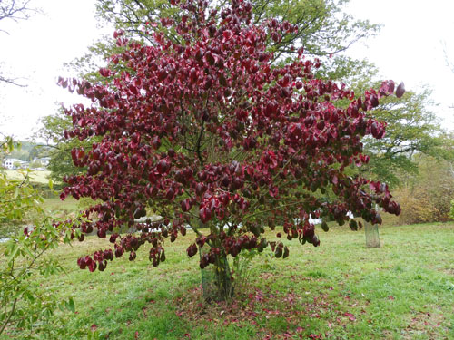 Euonymus carnosus