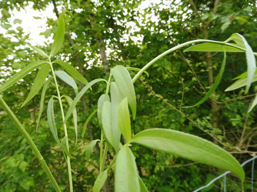 Euonymus clivicola Euonymus clivicola