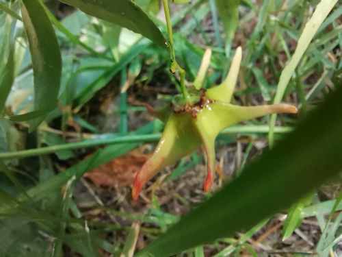 Euonymus cornutus quinquecornutus