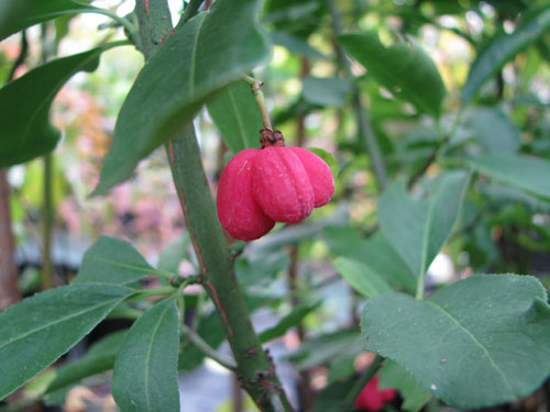 Euonymus europaeus 'Red Cascade'