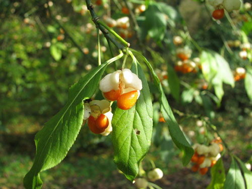 Euonymus europaeus f.albus Euonymus europaeus f.albus