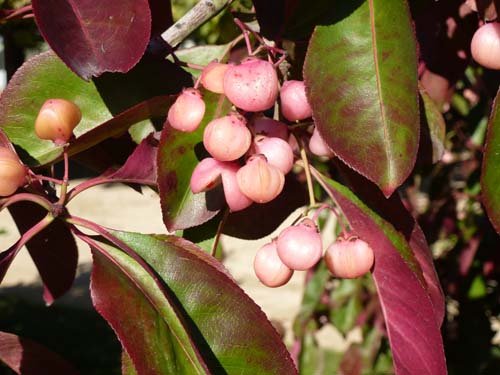 Euonymus grandiflorus Euonymus grandiflorus