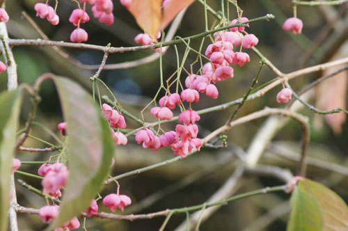 Euonymus hamiltonianus var.maackii