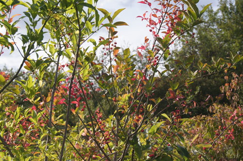 Euonymus hamiltonianus