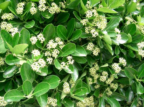 Euonymus japonicus Euonymus japonicus