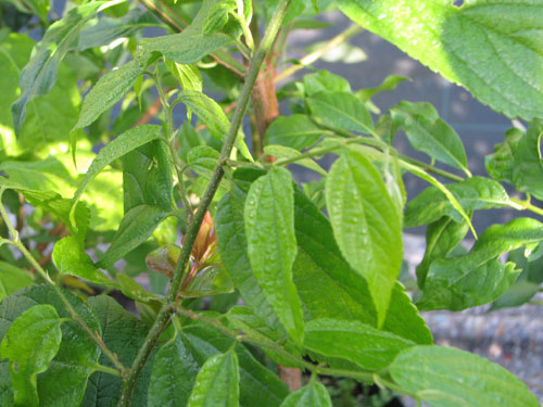 Euonymus latifolius