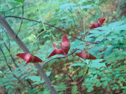 Euonymus macropterus