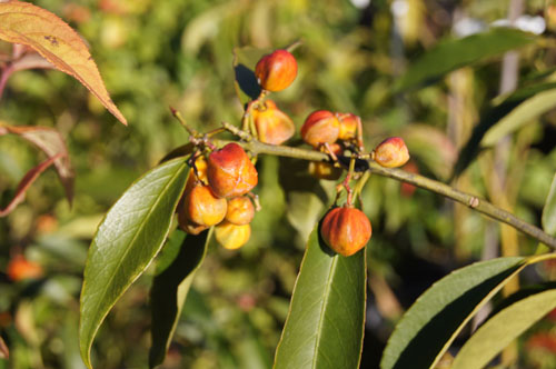 Euonymus myrianthus