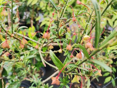 Euonymus nanus turkestanicus