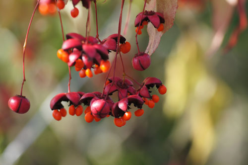 Euonymus oxyphyllus Euonymus oxyphyllus