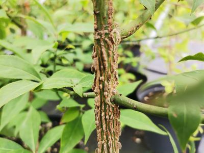 Euonymus phellomanus