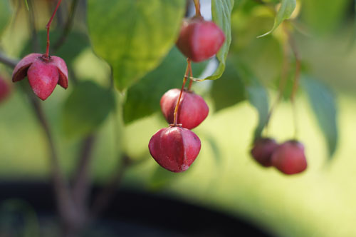 Euonymus sacchalinensis Euonymus sacchalinensis