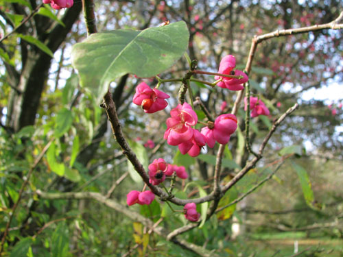 Euonymus sieboldianus