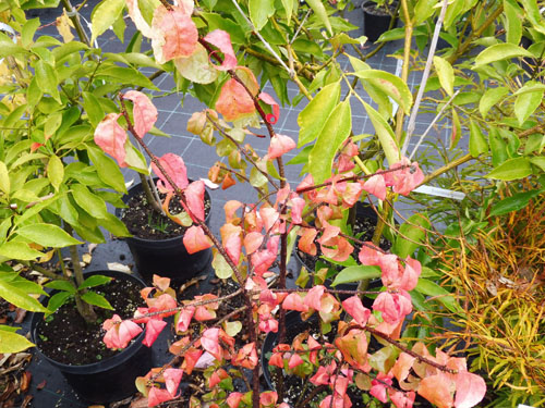 Euonymus verrucosus Euonymus verrucosus