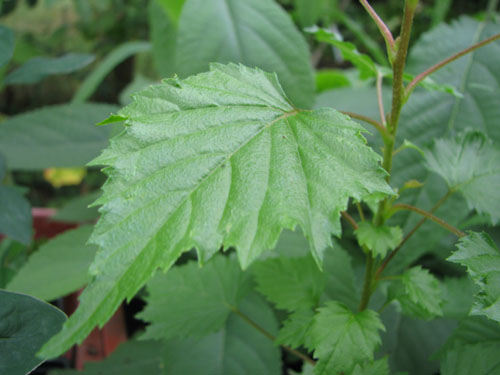 Euptelea polyandra