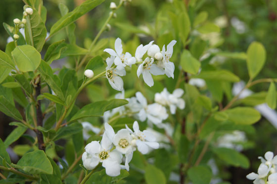 Exochorda korolkowii
