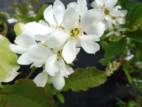Exochorda racemosa 'Blushing Pearl' Exochorda racemosa 'Blushing Pearl'