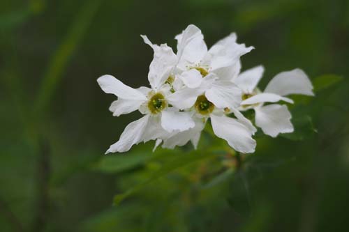 Exochorda x 'Niagara' Exochorda x 'Niagara'