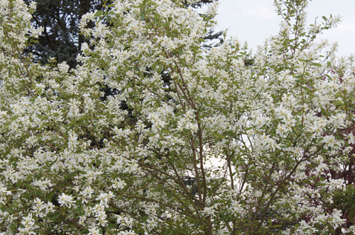 Exochorda x macrantha 'The Bride'