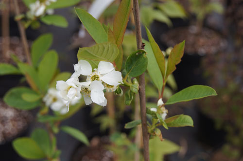 Exochorda giraldii var. wilsonii