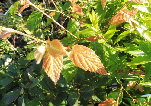Fagus americana Fagus americana