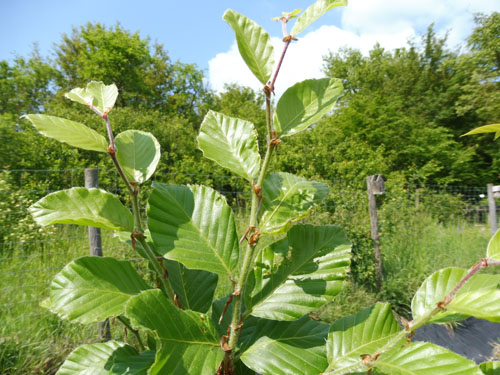 Fagus orientalis 'Iskander'