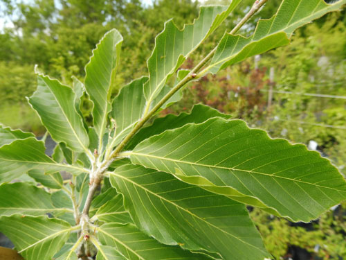 Fagus orientalis