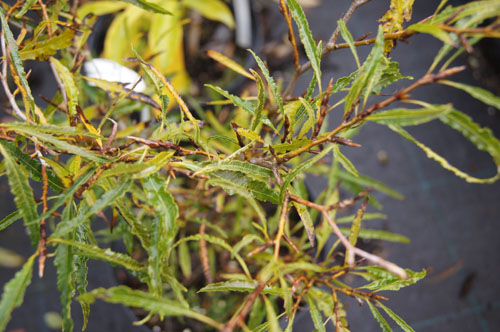 Fagus sylvatica 'Mercedes'