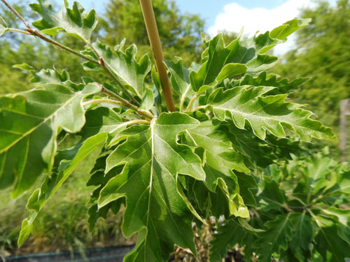 Fagus sylvatica 'Quercifolia'