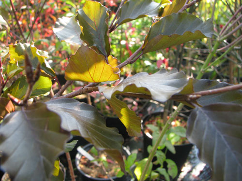Fagus sylvatica 'Riversii'