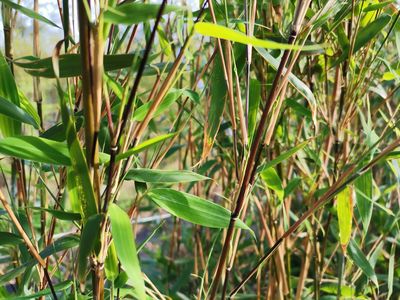 Fargesia 'Obelisk' Fargesia 'Obelisk'