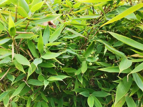 Fargesia murielae 'Blue Lizard' Fargesia murielae 'Blue Lizard'