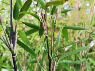 Fargesia nitida 'Black Pearl'