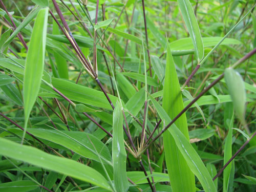 Fargesia nitida 'Great Wall'