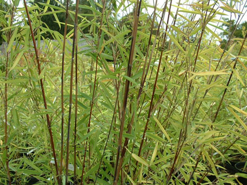Fargesia nitida 'Nymphenburg'
